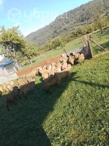 buenos corderos de la zona
