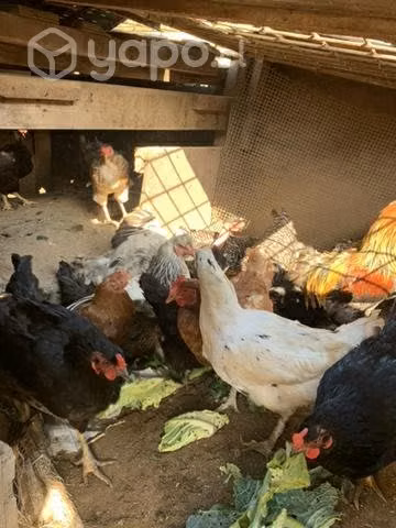 Gallinas de campo - Imagen 2