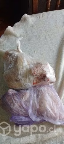 Gallinas, pollos y gallos