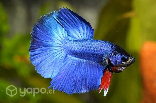 Peces Betta metal blue