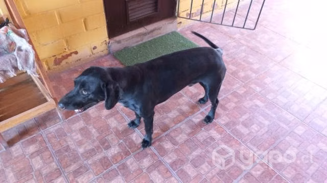 OTTO - Adopción