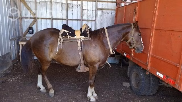 Caballo cuarto de milla