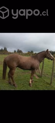 Caballo cuarto de milla