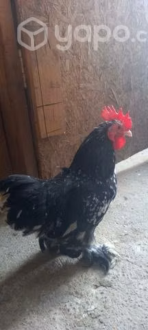 Pollos conchichinos