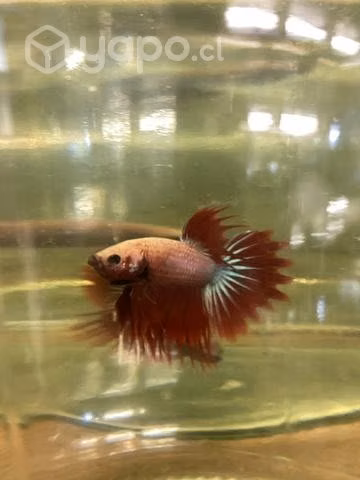 Peces Betta Camboyano Parejas - Imagen 2
