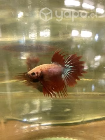 Peces Betta Camboyano Parejas - Imagen 3