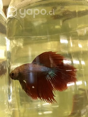 Peces Betta Camboyano Parejas - Imagen 4