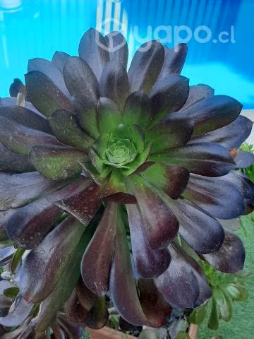 Suculenta Rosa Negra