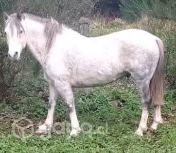 Caballo
