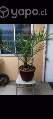 Palmeras