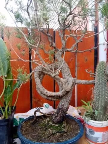 Ofrezco bonsai