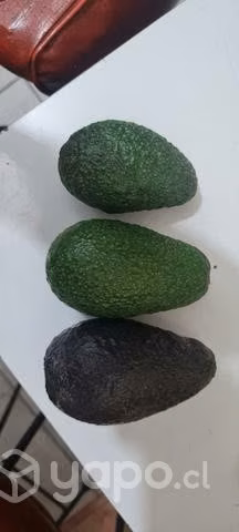 Palta hass chilena sana puro aceite lo prado