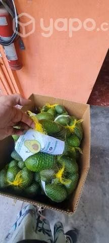 Palta hass chilena sana puro aceite lo prado