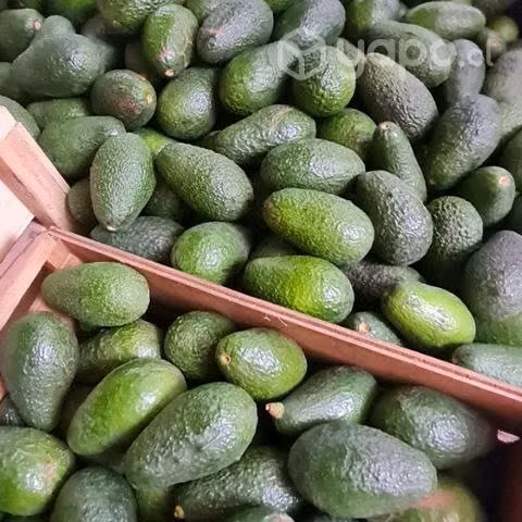 Palta hass chilena sana puro aceite lo prado
