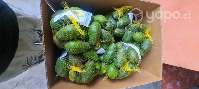 Palta hass chilena sana puro aceite lo prado