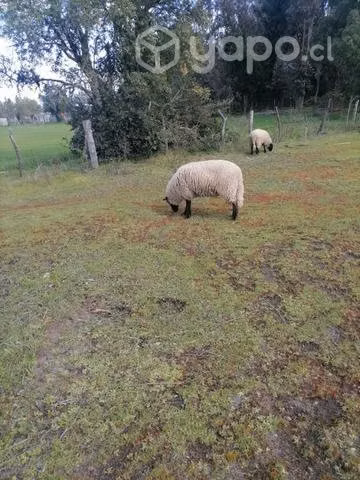 Cordero - Imagen 3