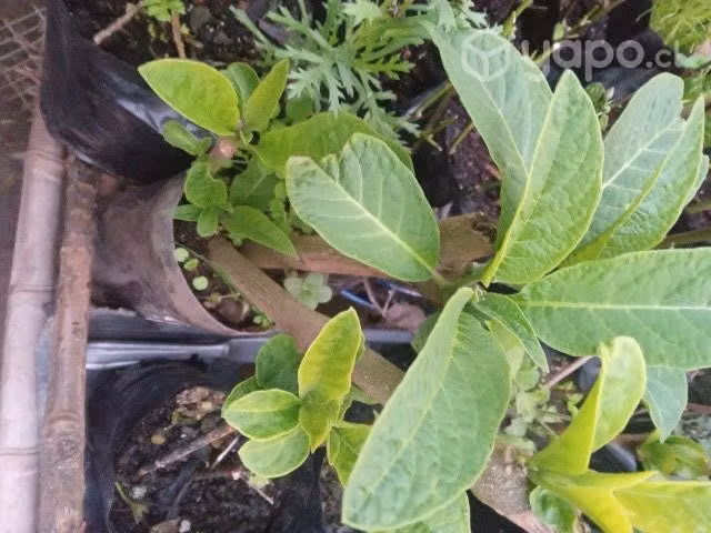 Floripondio rosado