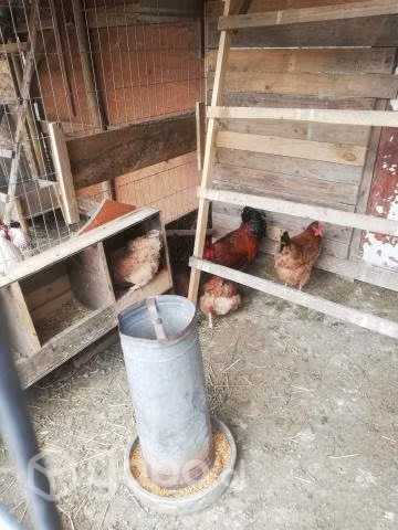 Gallo y gallina