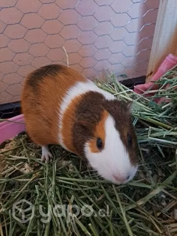 Cuy cobaya