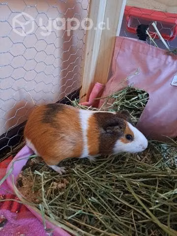 Cuy cobaya