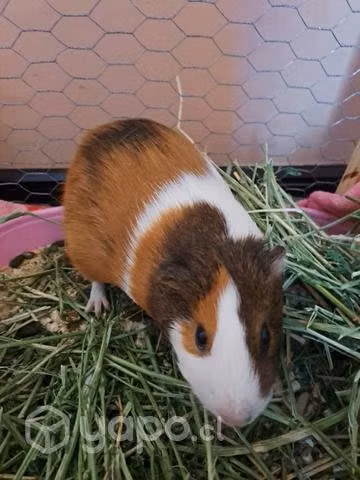 Cuy cobaya