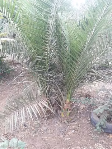 Palmera 1 metro