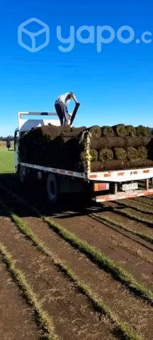 Pasto en rollo Temuco - Imagen 3