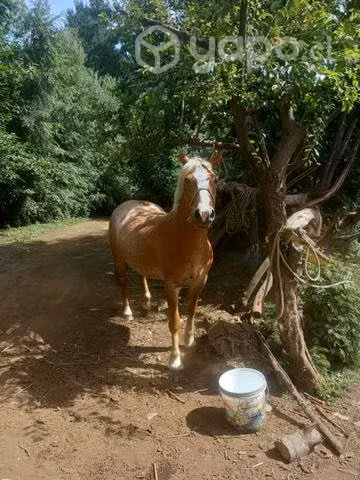 Potranca