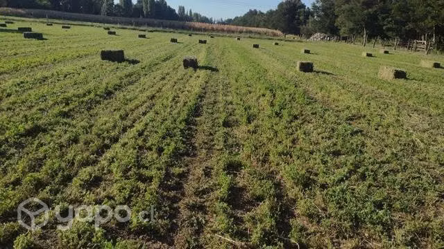 Fardo de alfalfa - Imagen 2