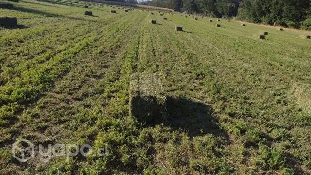 Fardo de alfalfa