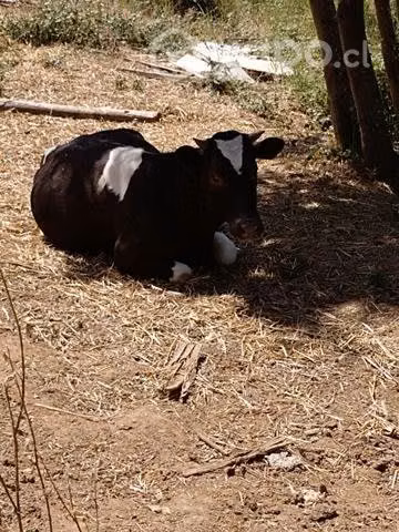 vaca parida con ternera de una año imedio