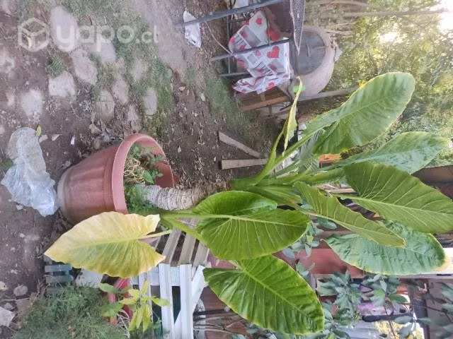 Planta Manto de eva