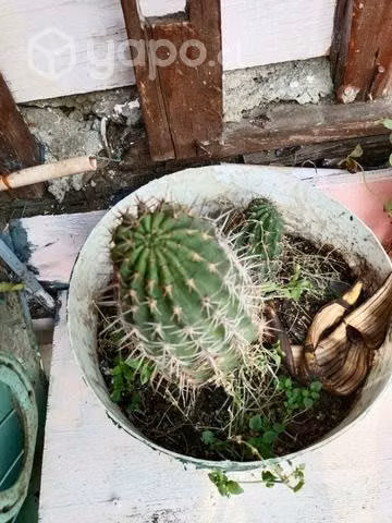 cactus son de 50 cm de alto aproximadamen