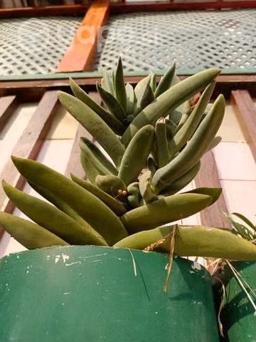 cactus son de 50 cm de alto aproximadamen