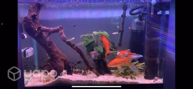Acuario Curvo con Mueble 140 litro