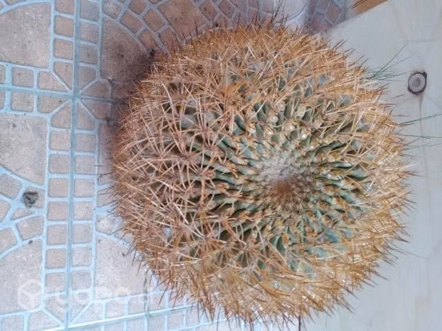 Cactus asiento de la suegra