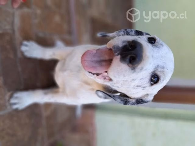 Cachorro