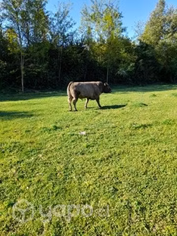 Toro - Imagen 5
