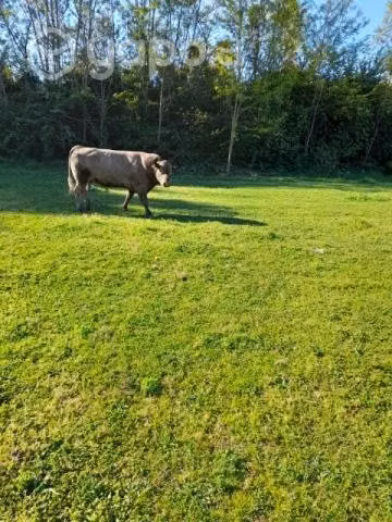 Toro