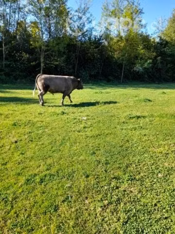 Toro - Imagen 3