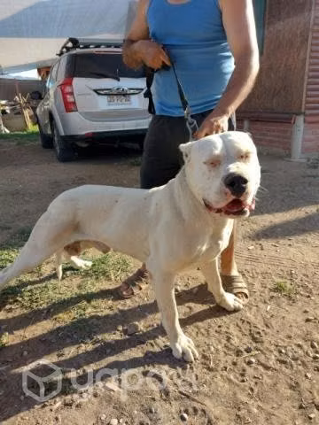Dogo argentino