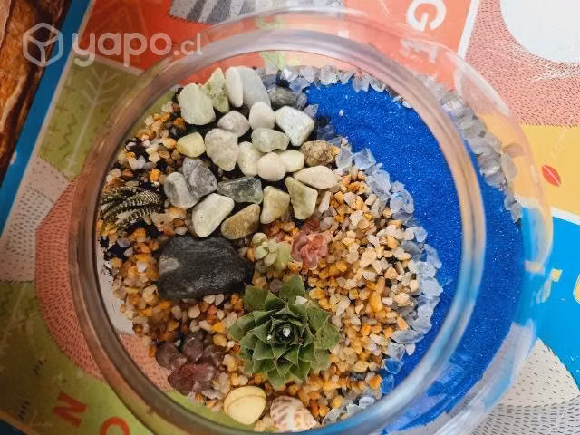 Terrario de suculentas