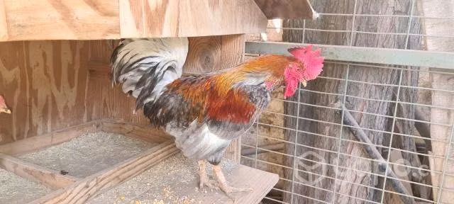 gallos y gallinas
