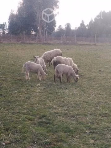 ovejas