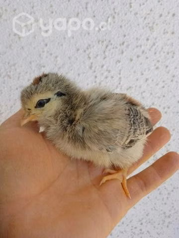 Pollitos y Patitos - Imagen 4