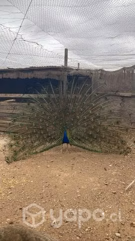 Pavo real