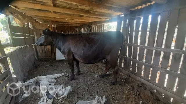 Vaquilla