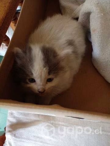 Regalo gatito un mes y cuatro días