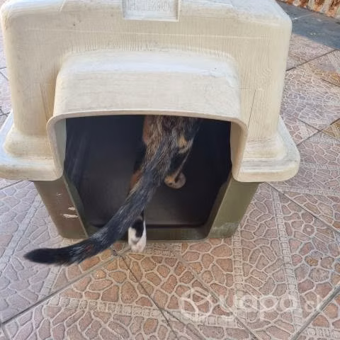 Casa perro mediana