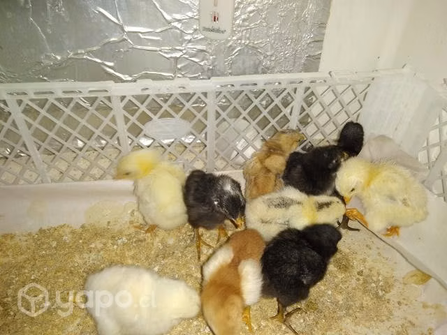 Pollitos